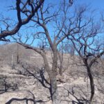 Sul Informação - Incêndio de São Marcos fez dois feridos, «todo o dispositivo» continua no terreno