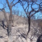 Sul Informação - Incêndio de São Marcos da Serra já está controlado