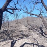 Sul Informação - Incêndio de São Marcos da Serra já está controlado