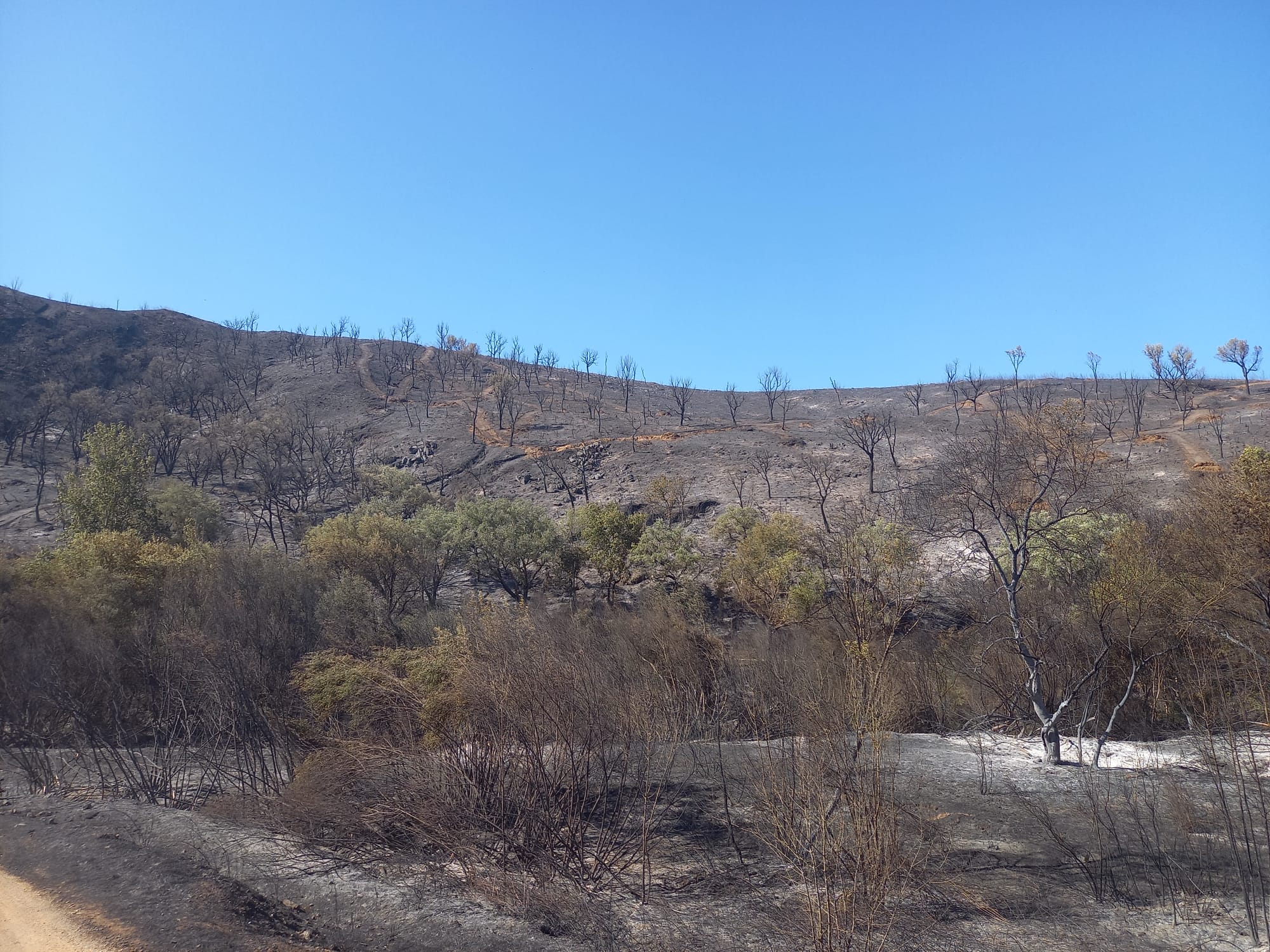 Sul Informação - Incêndio de São Marcos da Serra já está controlado