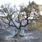 Sul Informação - Hotel do Grupo Pestana e várias localidades de Portimão evacuadas devido ao incêndio