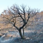 Sul Informação - Hotel do Grupo Pestana e várias localidades de Portimão evacuadas devido ao incêndio