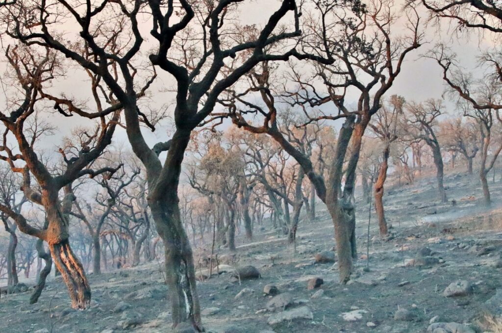 Incêndio em Monchique Casais_Nelson Inácio_43