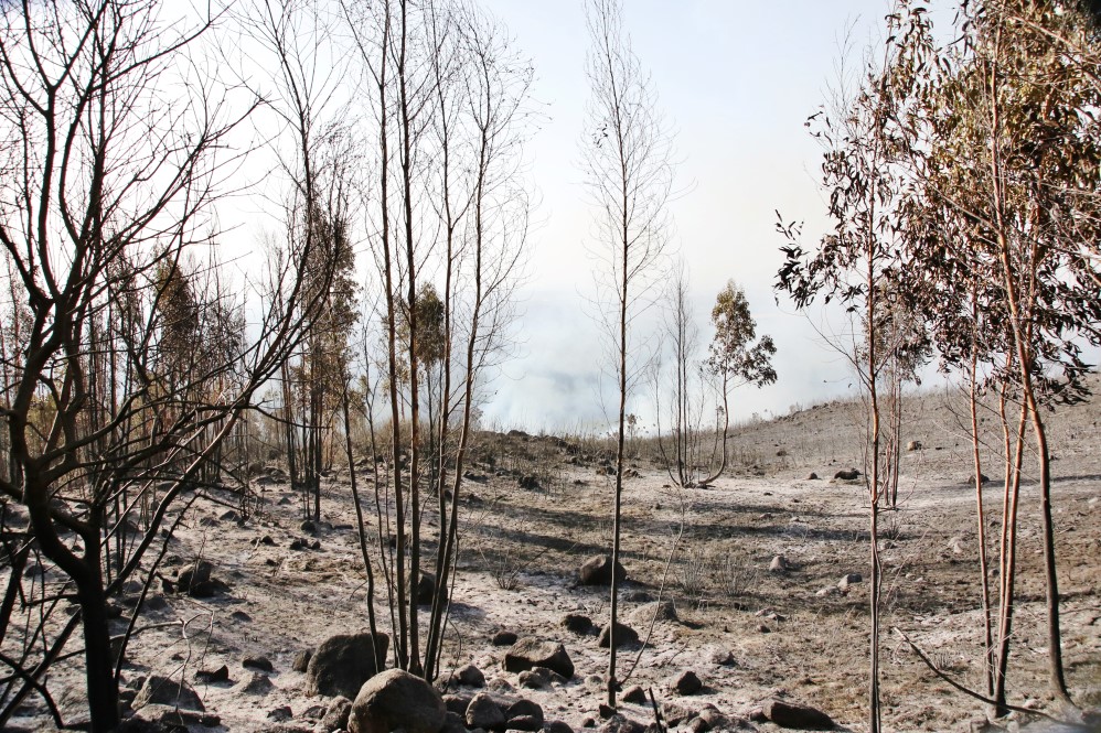 Sul Informação - «Próximas horas vão ser fundamentais» para controlar de vez incêndio de Monchique (com fotos)