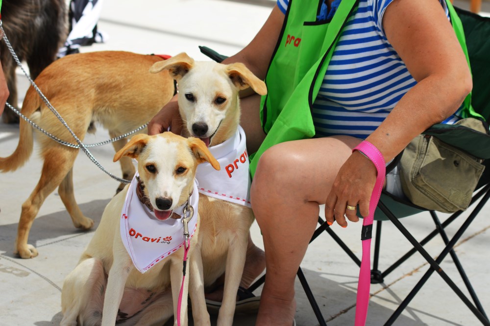 Sul Informação - Cães parecidos com os donos e muita coisa para ver e comprar na International Algarve Fair em Lagoa [fotogaleria]