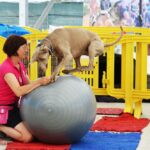 Sul Informação - Cães parecidos com os donos e muita coisa para ver e comprar na International Algarve Fair em Lagoa [fotogaleria]