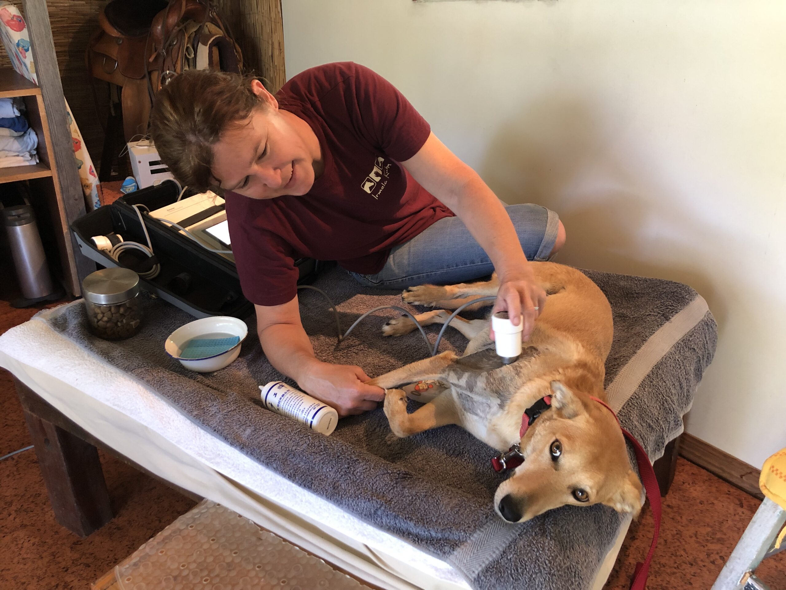 Sul Informação - Curso de fisioterapia para animais vai começar no Algarve