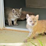 Sul Informação - Maternidade de Silves dá linces-ibéricos ao mundo há dez anos – e não vai parar