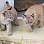 Sul Informação - Maternidade de Silves dá linces-ibéricos ao mundo há dez anos – e não vai parar