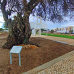 Sul Informação - Portimonenses já adotaram o seu novo jardim no centro da cidade [fotogaleria]