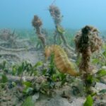 Sul Informação - Santuários e ciência ajudam população de cavalos-marinhos da Ria Formosa a crescer