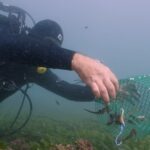 Sul Informação - Santuários e ciência ajudam população de cavalos-marinhos da Ria Formosa a crescer