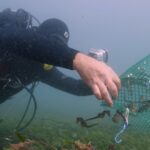 Sul Informação - Santuários e ciência ajudam população de cavalos-marinhos da Ria Formosa a crescer