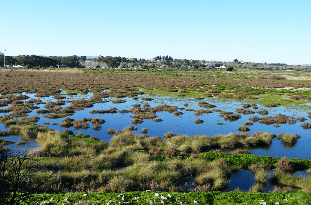 Sul Informação - Observar aves, plantas, insetos e geologia na Lagoa dos Salgados para assinalar Dia das Zonas Húmidas