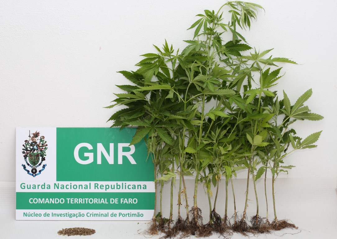 Sul Informação - Idoso tinha plantação de droga em casa em Odiáxere