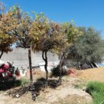 Sul Informação - Glocal Faro descobriu as laranjeiras da Sé «no meio de sobrantes de obras»
