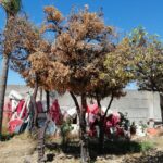 Sul Informação - Glocal Faro descobriu as laranjeiras da Sé «no meio de sobrantes de obras»