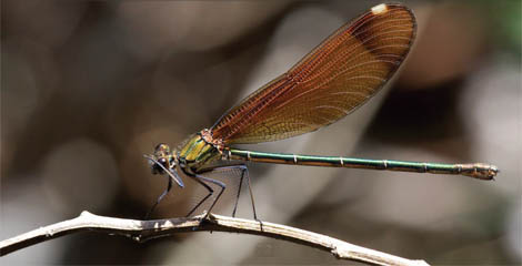 Libelinha da espécie Calopteryx haemorrhoidalis Sul Informação