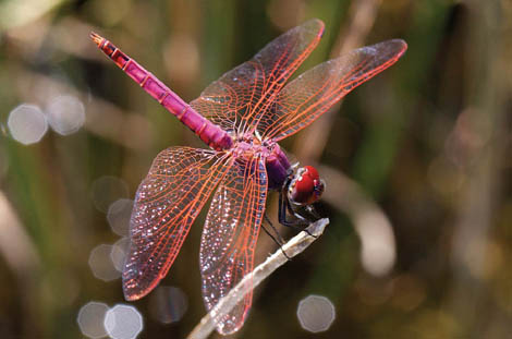 Libélula da espécie Trithemis annulata Sul Informação