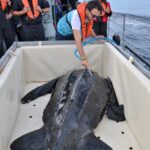 Sul Informação - «Um movimento da sociedade» ajudou Quinas a voltar a nadar no oceano