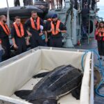 Sul Informação - «Um movimento da sociedade» ajudou Quinas a voltar a nadar no oceano