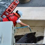 Sul Informação - «Um movimento da sociedade» ajudou Quinas a voltar a nadar no oceano