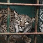 Sul Informação - Dois linces “algarvios” foram libertados em Mértola [com fotos]