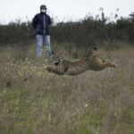 Sul Informação - Dois linces “algarvios” foram libertados em Mértola [com fotos]