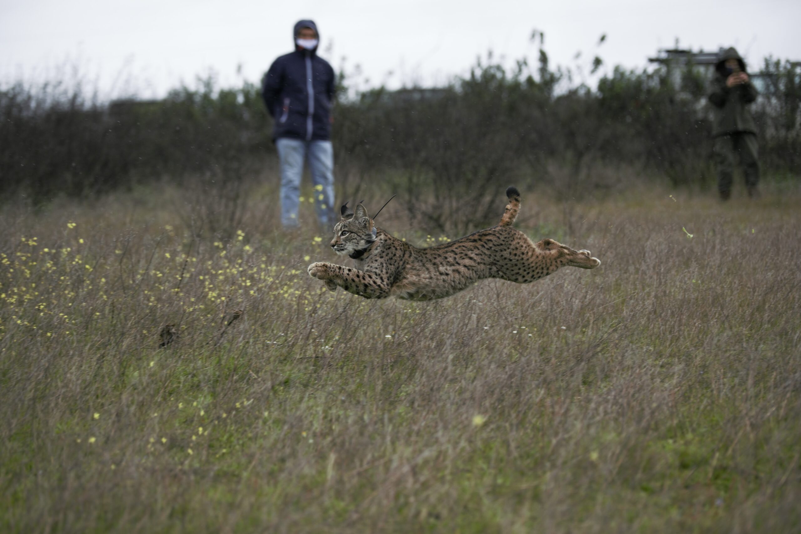 Sul Informação - 70 novas crias aumentam para 200 os linces-ibéricos a viver no Vale do Guadiana