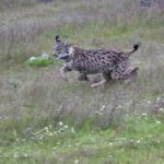 Sul Informação - Bloco de Esquerda quer garantia de apoios para salvar o lince ibérico