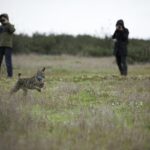 Sul Informação - Dois linces “algarvios” foram libertados em Mértola [com fotos]