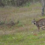 Sul Informação - Dois linces “algarvios” foram libertados em Mértola [com fotos]