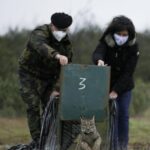Sul Informação - Dois linces “algarvios” foram libertados em Mértola [com fotos]