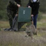 Sul Informação - Dois linces “algarvios” foram libertados em Mértola [com fotos]