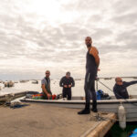 Sul Informação - Santuários e ciência ajudam população de cavalos-marinhos da Ria Formosa a crescer