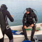Sul Informação - Santuários e ciência ajudam população de cavalos-marinhos da Ria Formosa a crescer