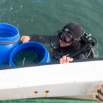 Sul Informação - Santuários e ciência ajudam população de cavalos-marinhos da Ria Formosa a crescer