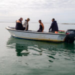 Sul Informação - Santuários e ciência ajudam população de cavalos-marinhos da Ria Formosa a crescer