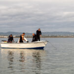 Sul Informação - Santuários e ciência ajudam população de cavalos-marinhos da Ria Formosa a crescer