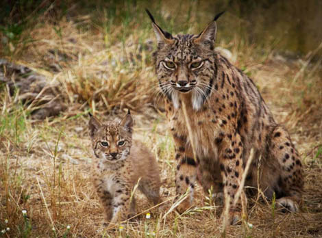 Sul Informação - São Bartolomeu de Messines recebe sessão sobre o Projeto Habitat Lince Abutre