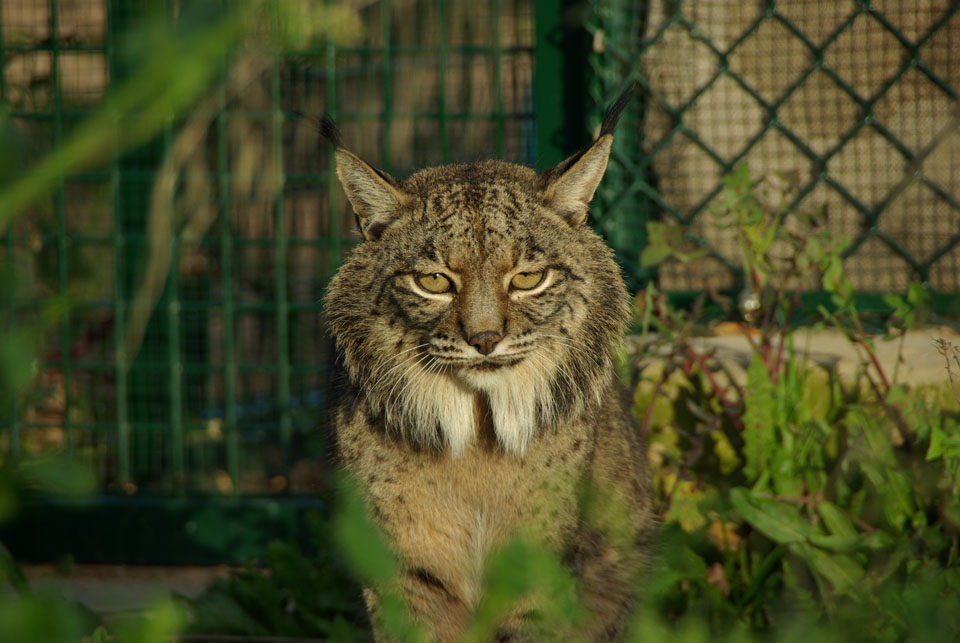 Sul Informação - Câmara de Mértola considera reintrodução do lince como processo «apressado, mal preparado e incorreto»