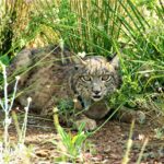 Sul Informação - Com orgulho e paixão se trabalha para recuperar o lince ibérico