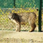 Sul Informação - Maternidade de Silves dá linces-ibéricos ao mundo há dez anos – e não vai parar
