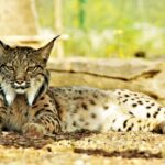 Sul Informação - Maternidade de Silves dá linces-ibéricos ao mundo há dez anos – e não vai parar