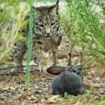 Sul Informação - Maternidade de Silves dá linces-ibéricos ao mundo há dez anos – e não vai parar