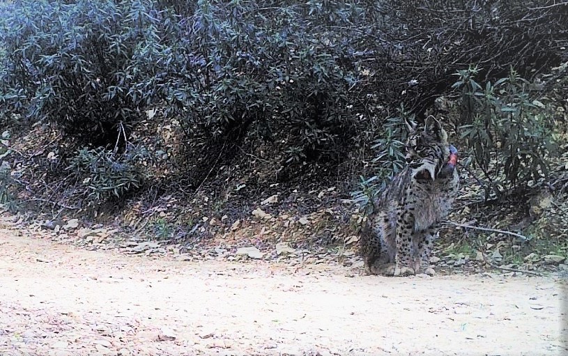 Sul Informação - Mértola: Lince-ibérico Mistral encontrado morto com «sinais de atropelamento»