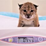 Sul Informação - Maternidade de Silves dá linces-ibéricos ao mundo há dez anos – e não vai parar