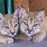 Sul Informação - Maternidade de Silves dá linces-ibéricos ao mundo há dez anos – e não vai parar