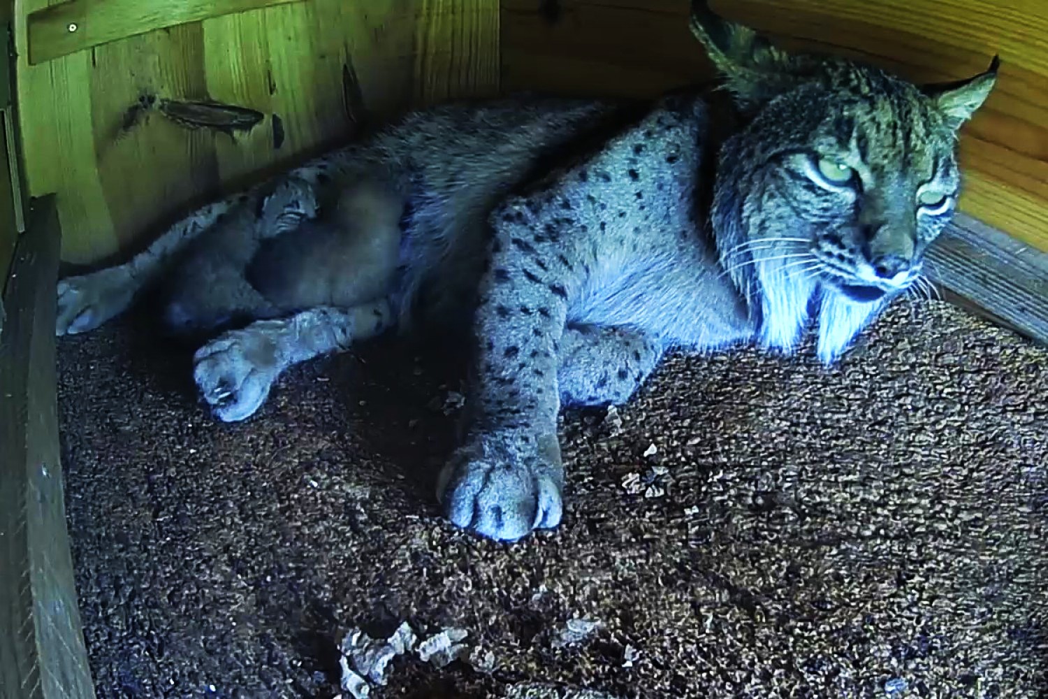 Sul Informação - Nasceram mais 8 crias de lince-ibérico no centro de reprodução de Silves