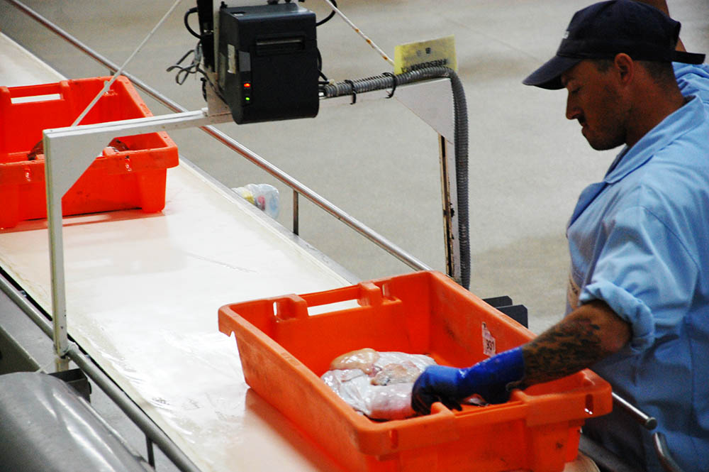 Sul Informação - Preço médio do pescado vendido nas lotas do Algarve é o mais alto a nível nacional